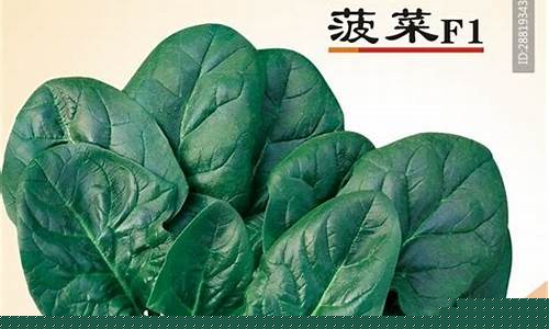 菠菜公司广告(菠菜公司广告语)