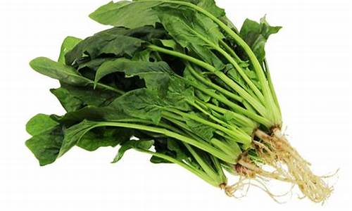 cp白菜网导航:菠菜注册网(菠菜注册游戏)