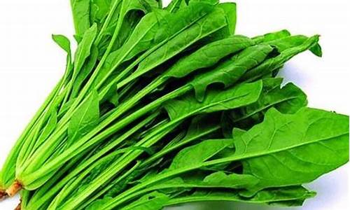 菠菜信息大全(菠菜信息是什么)