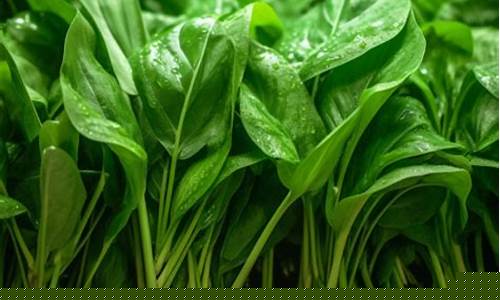 菠菜排名网(知名菠菜)