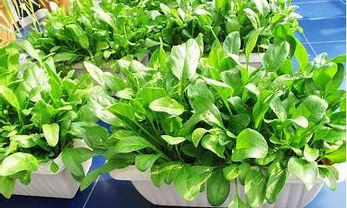 网上菠菜资源贴吧:菠菜信息技术(菠菜技术交流论坛)